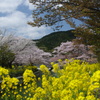 山科疎水