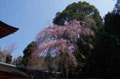 春日大社の枝垂れ桜