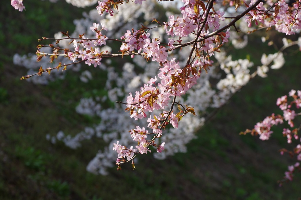 安曇野アートラインの桜