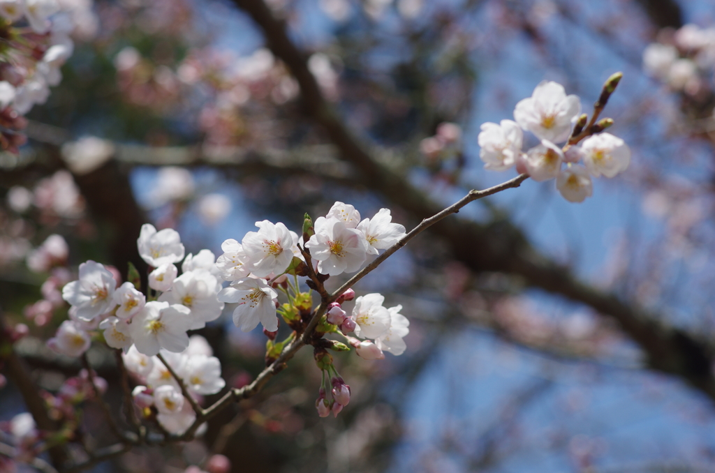 東大寺の桜