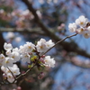 東大寺の桜