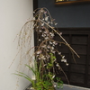 盆梅