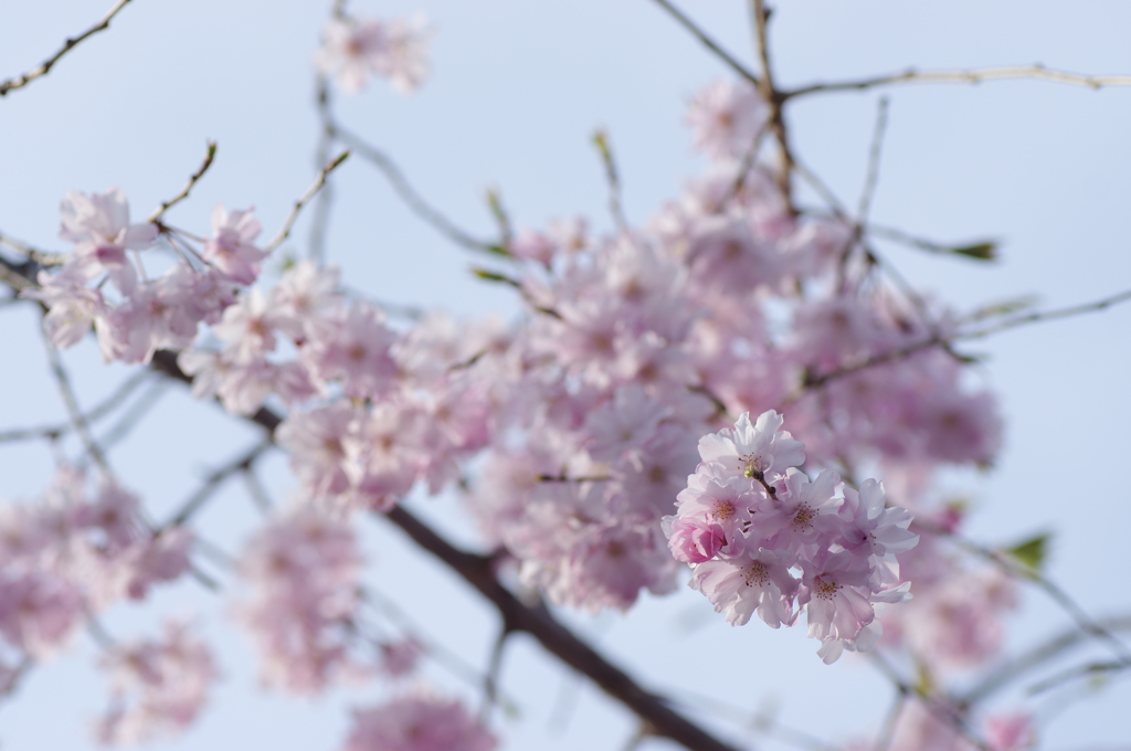 仏光寺のしだれ