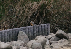 百舌鳥さん