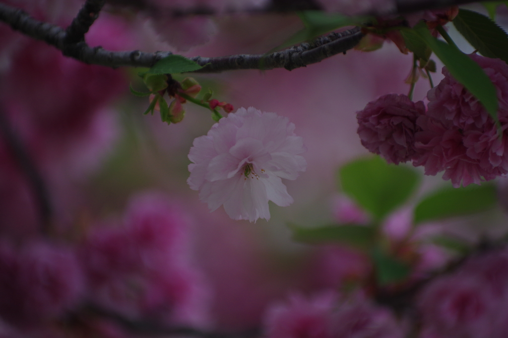 造幣局桜の通り抜け