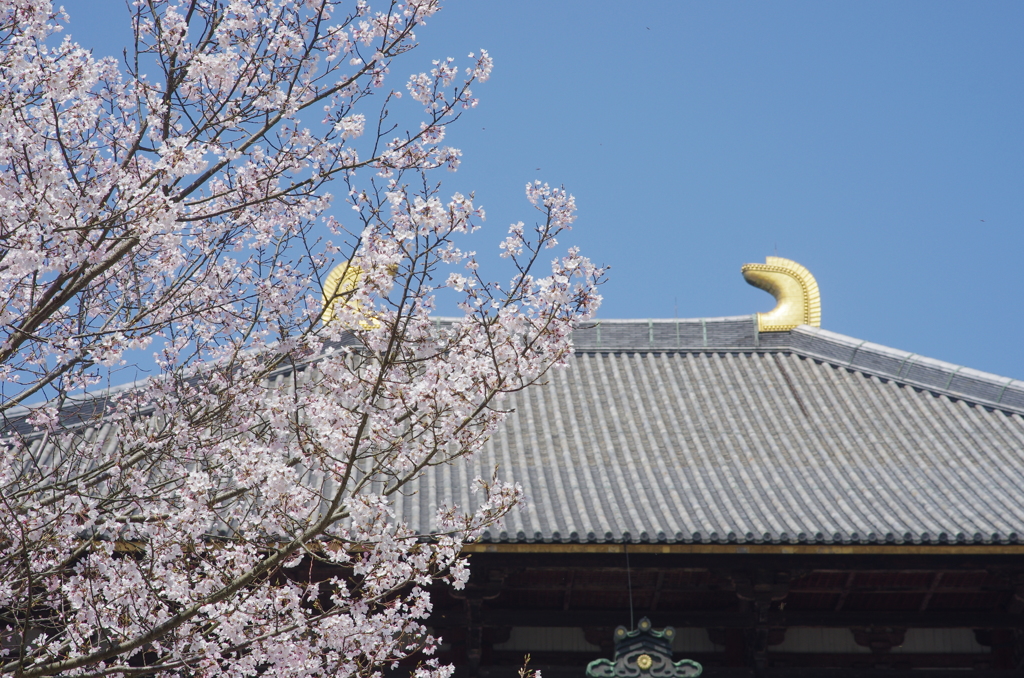 鴟尾と桜