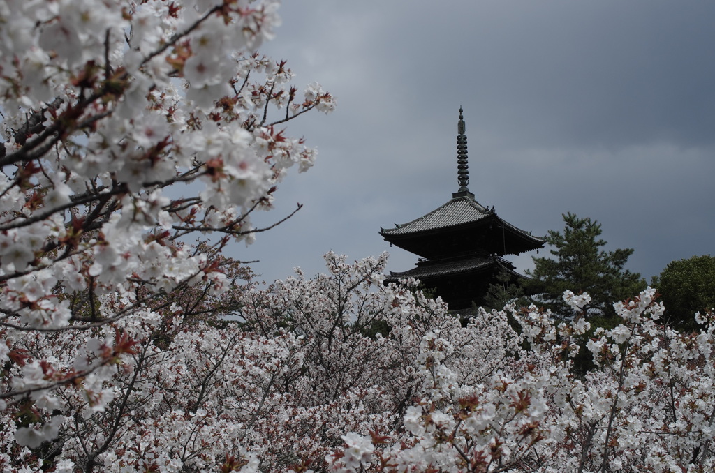 桜と塔