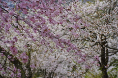 貞麟寺の桜