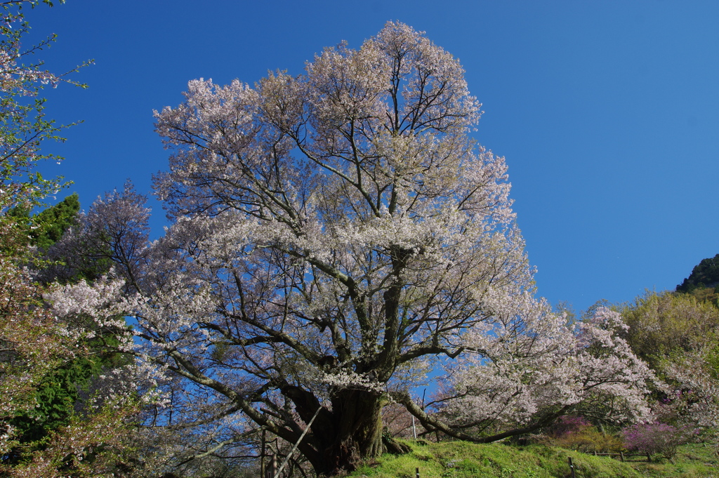 仏隆寺千年桜