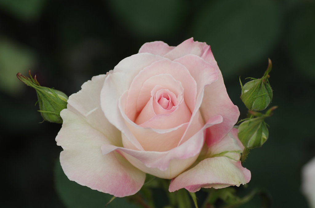 IMGP3222x