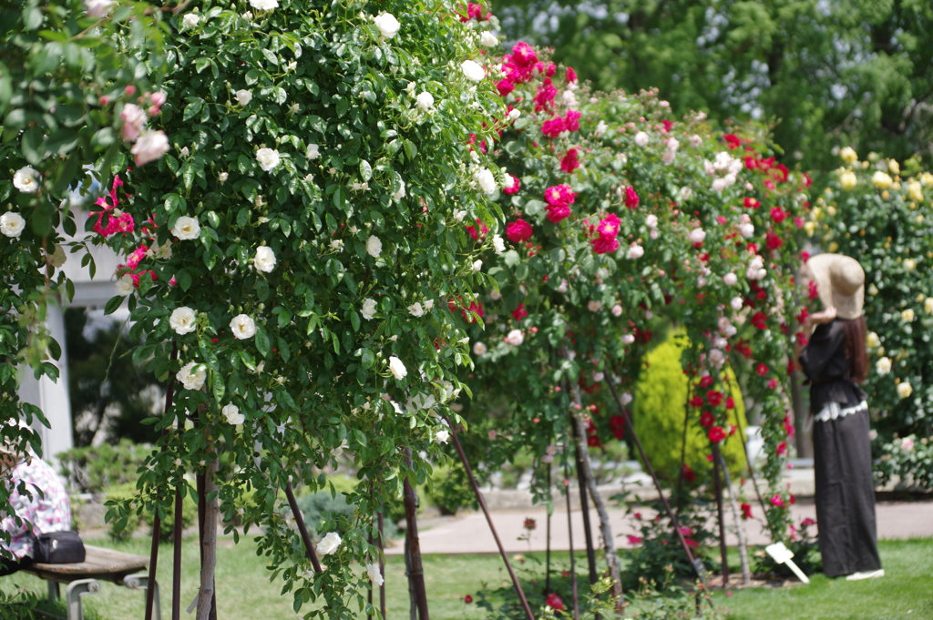 荒牧バラ公園