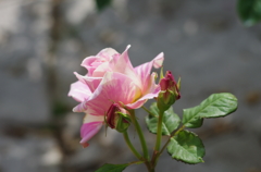 IMGP6375