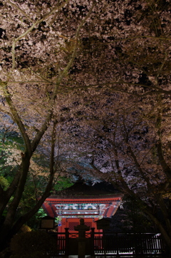 三井寺(圓城寺)の夜桜