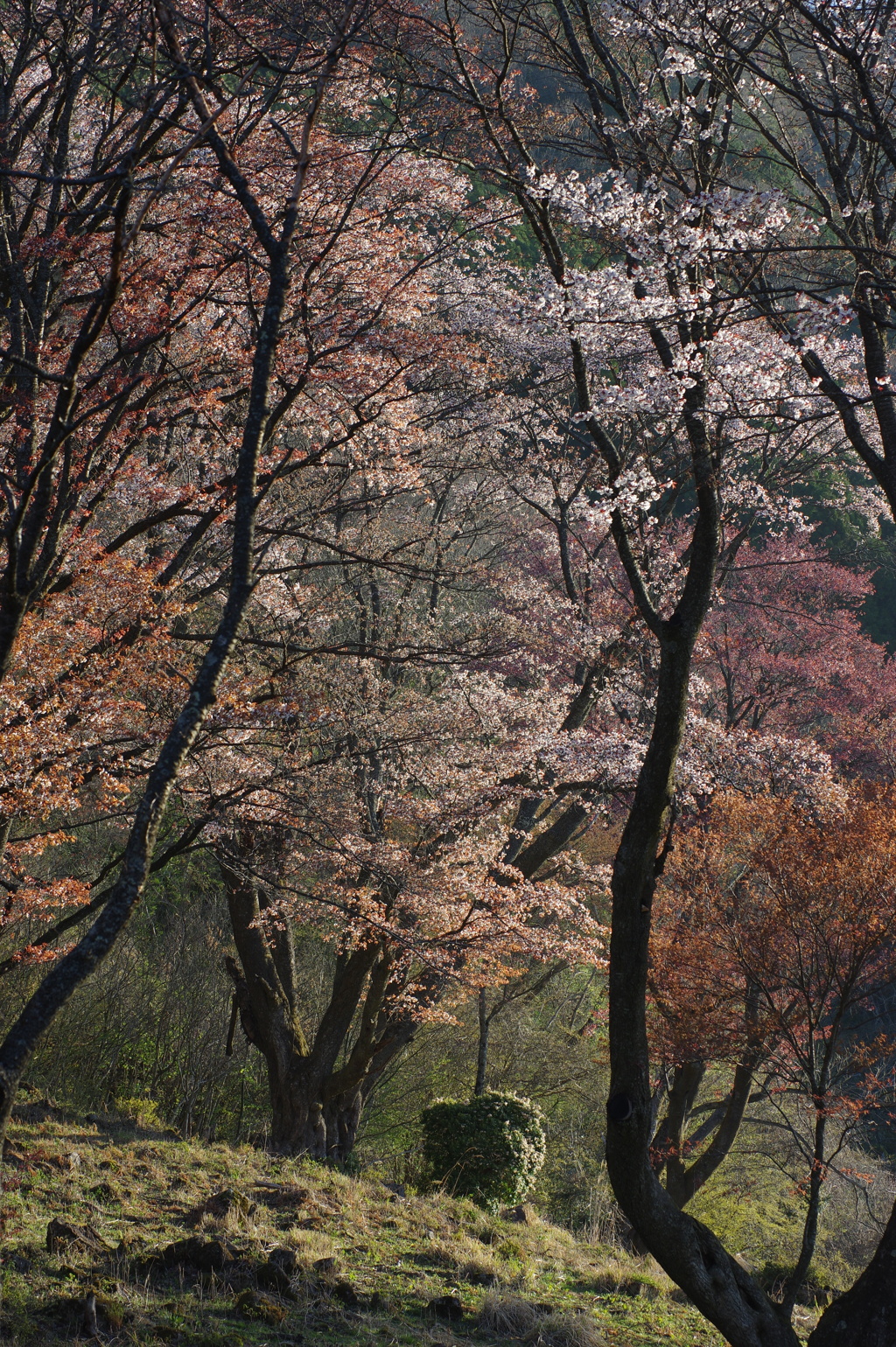 屏風岩公苑