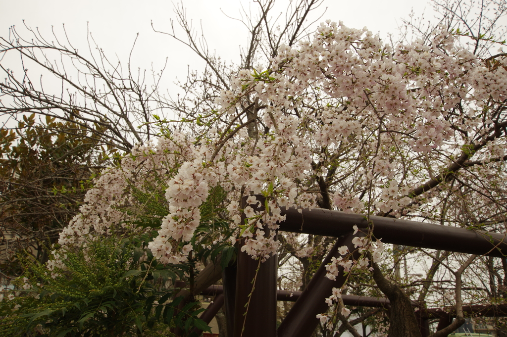 糸桜