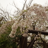糸桜
