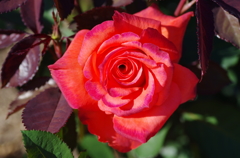 IMGP2538