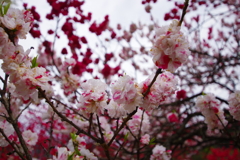 阿智村の花桃