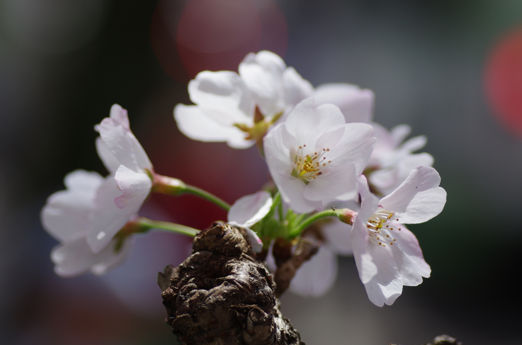 桜トンネル