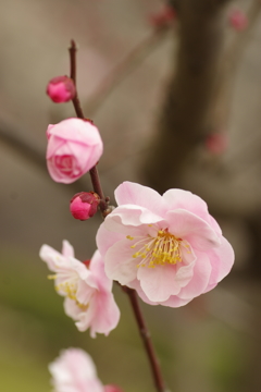 IMGP2753