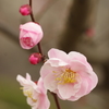 IMGP2753