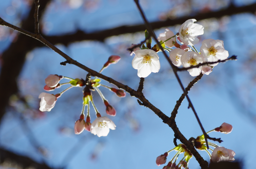 初桜