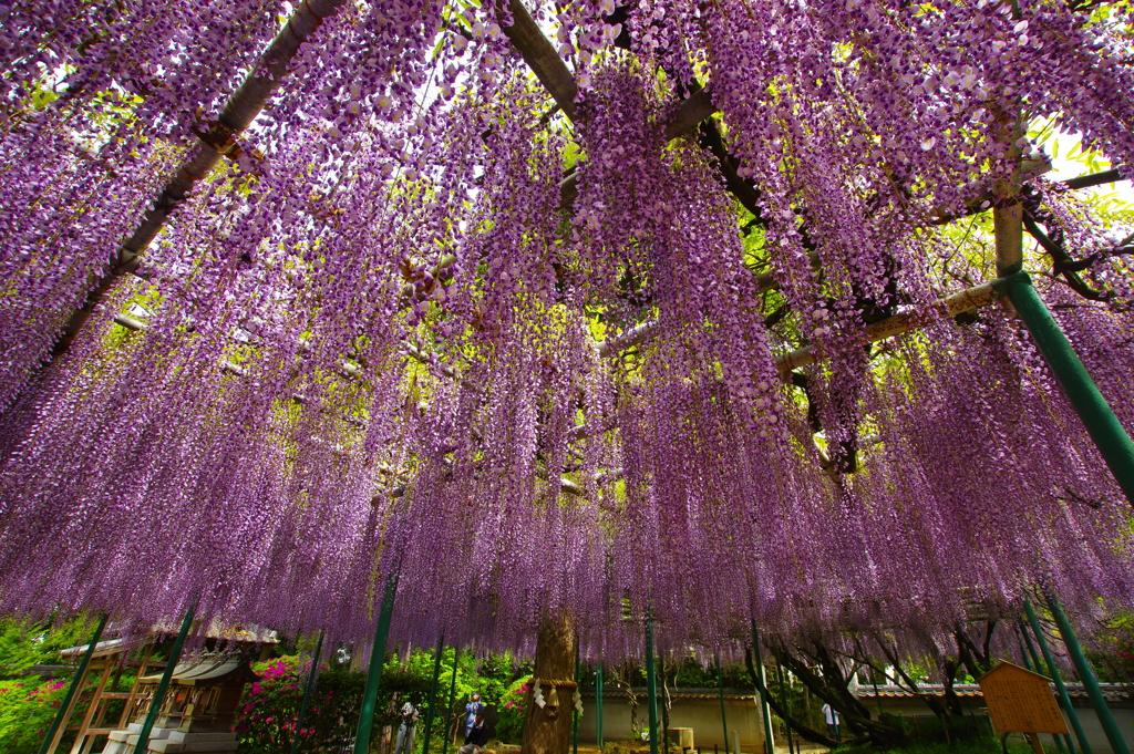 住吉神社の藤