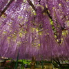 住吉神社の藤