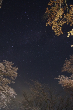 桜と夏の大三角