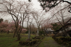 白馬貞麟寺の桜