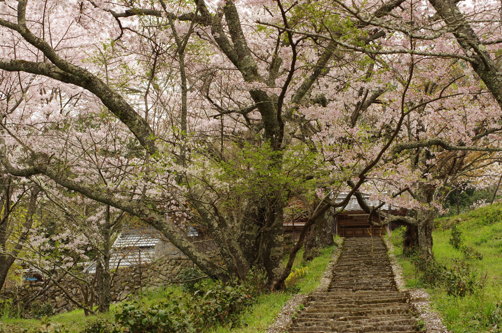 佛隆寺桜