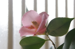 椿