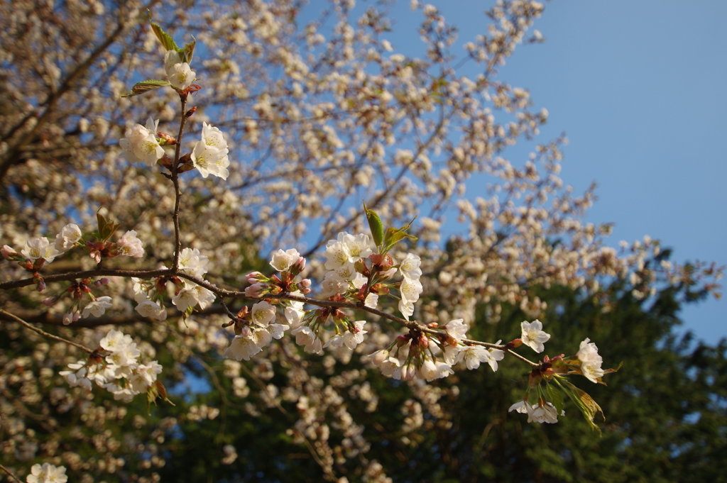 安曇野アートラインの桜