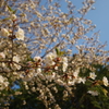 安曇野アートラインの桜