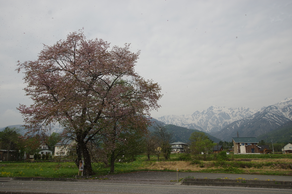 白馬残り桜の花吹雪と武田菱