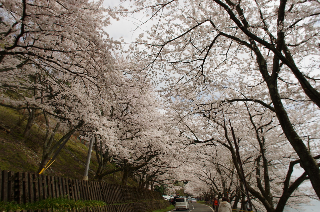 海津大崎の桜