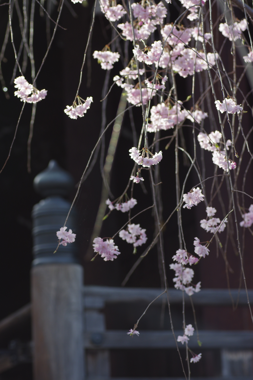 枝垂れ桜煌めき
