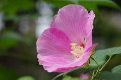 芙蓉