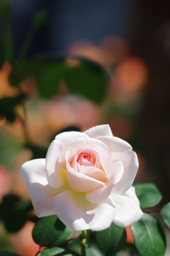 IMGP6159