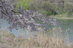 桂川と桜