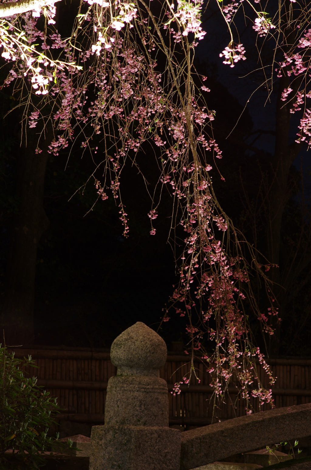 三井寺(圓城寺)の夜桜