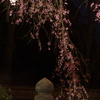 三井寺(圓城寺)の夜桜