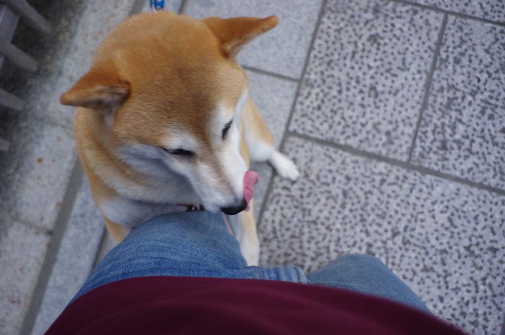 祇園のワン