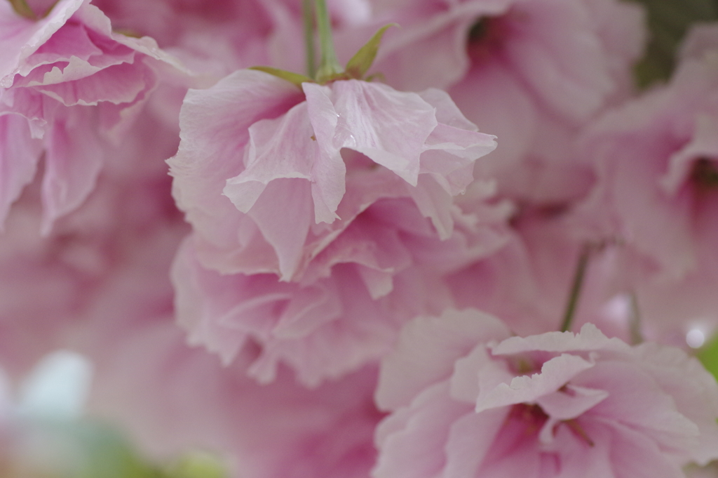 造幣局桜の通り抜け