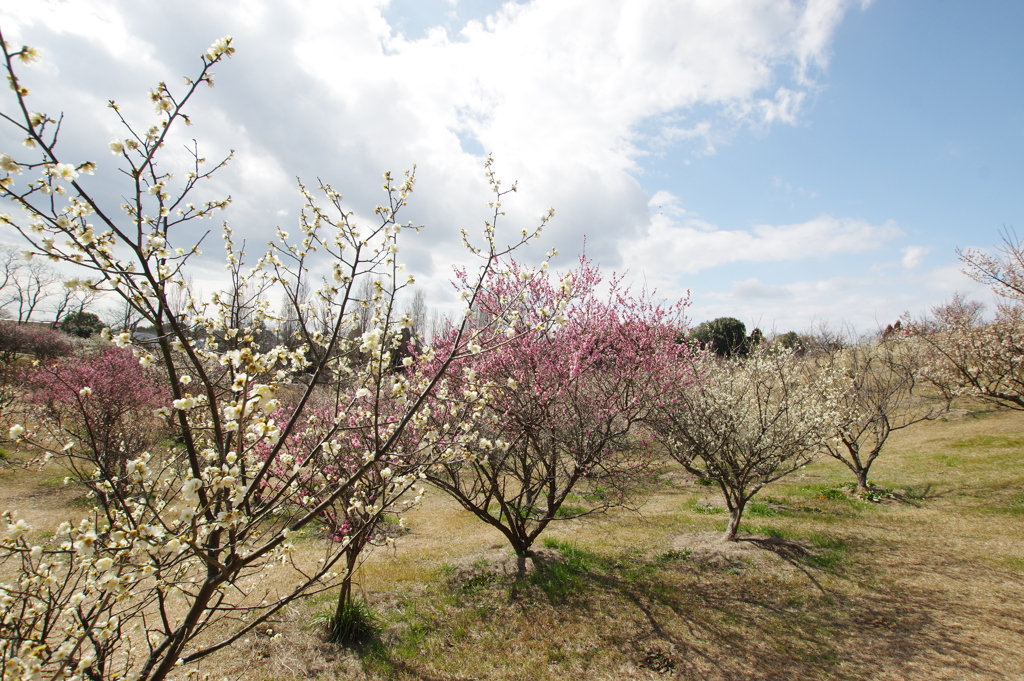 石ケ谷公園梅林にて