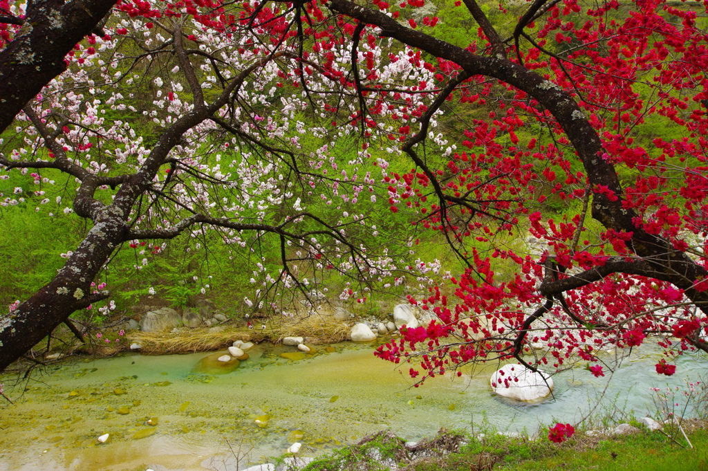 阿智村の花桃