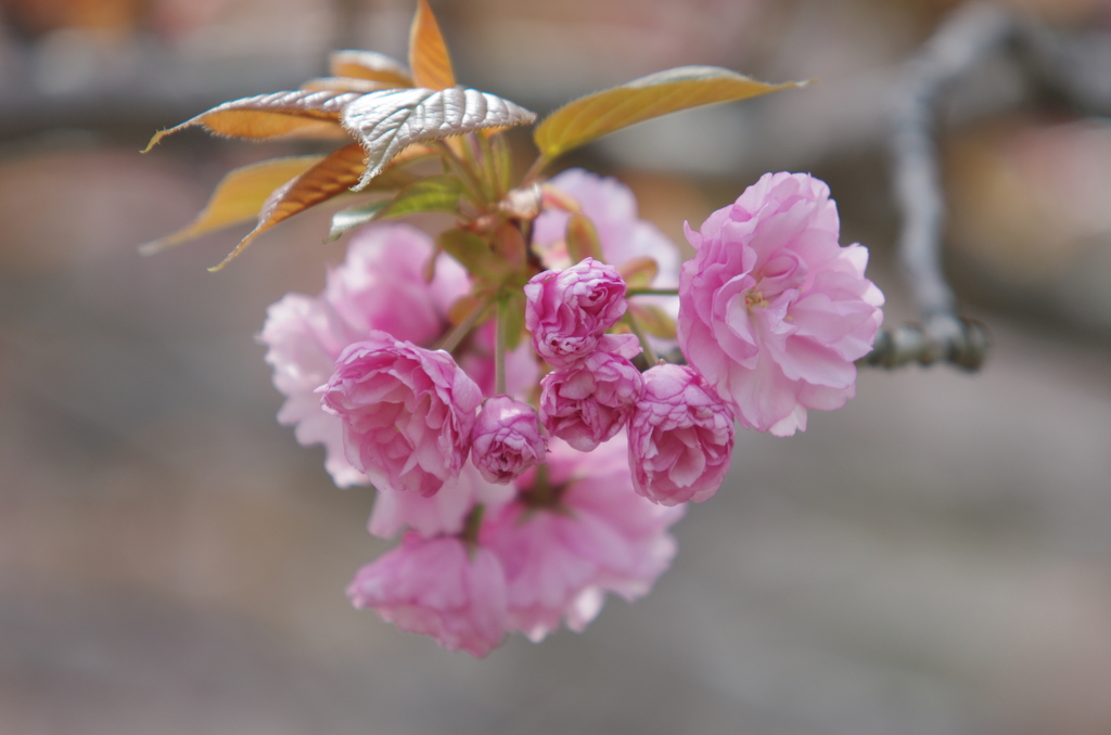 春の花たち