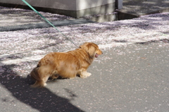 除雪？？？