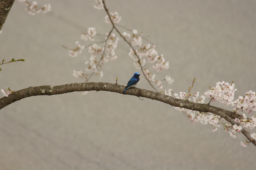 オオルリ桜