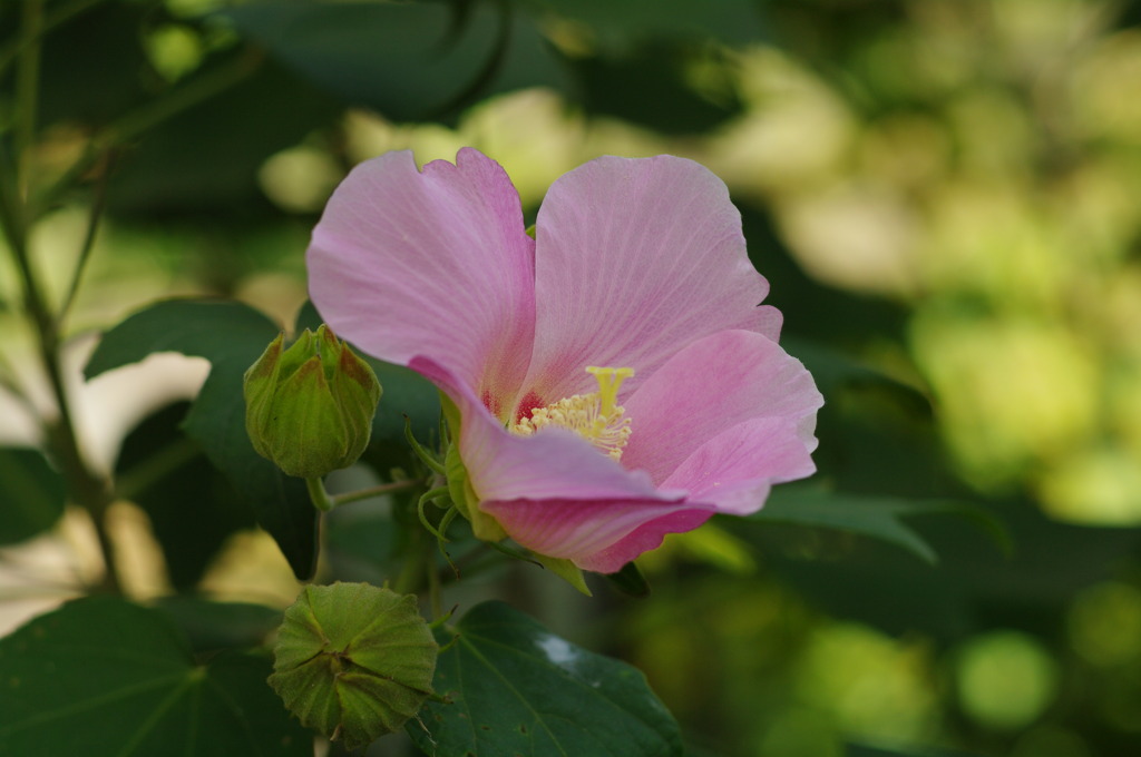 芙蓉の花